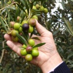 Not Just for Salads, Premium Extra Virgin Olive Oil Helps Maintain Your Health