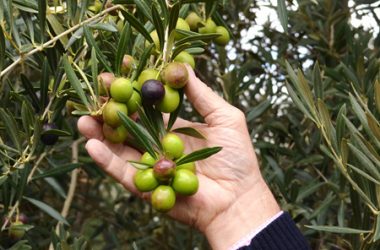 Olives Used For Ultra Premium Extra Virgin Olive Oil