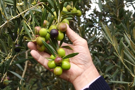 Olives used for ultra premium Extra Virgin Olive Oil