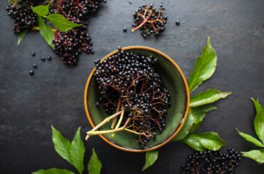 Elderberry For Immune Defense