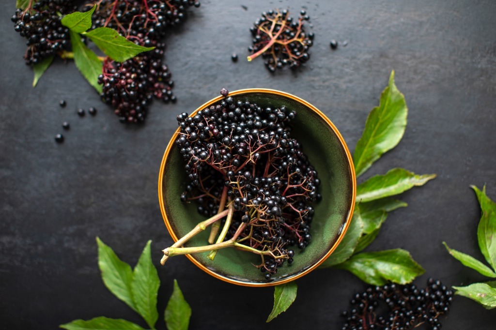 Elderberry For Immune Defense
