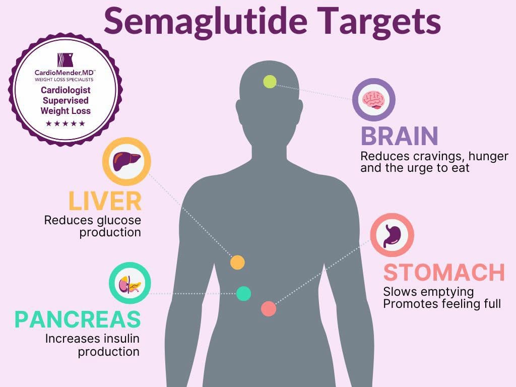 Semaglutide Targets Semaglutide Targets