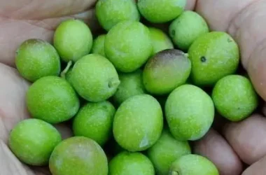 Olives 4 Web